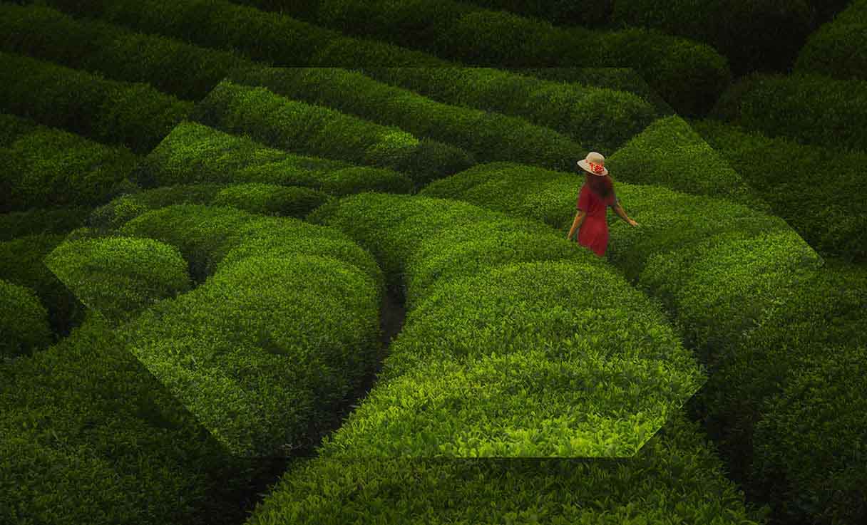 Grow with Trade & Receivable Finance, Investments, Imports & Exports and Green Deposits