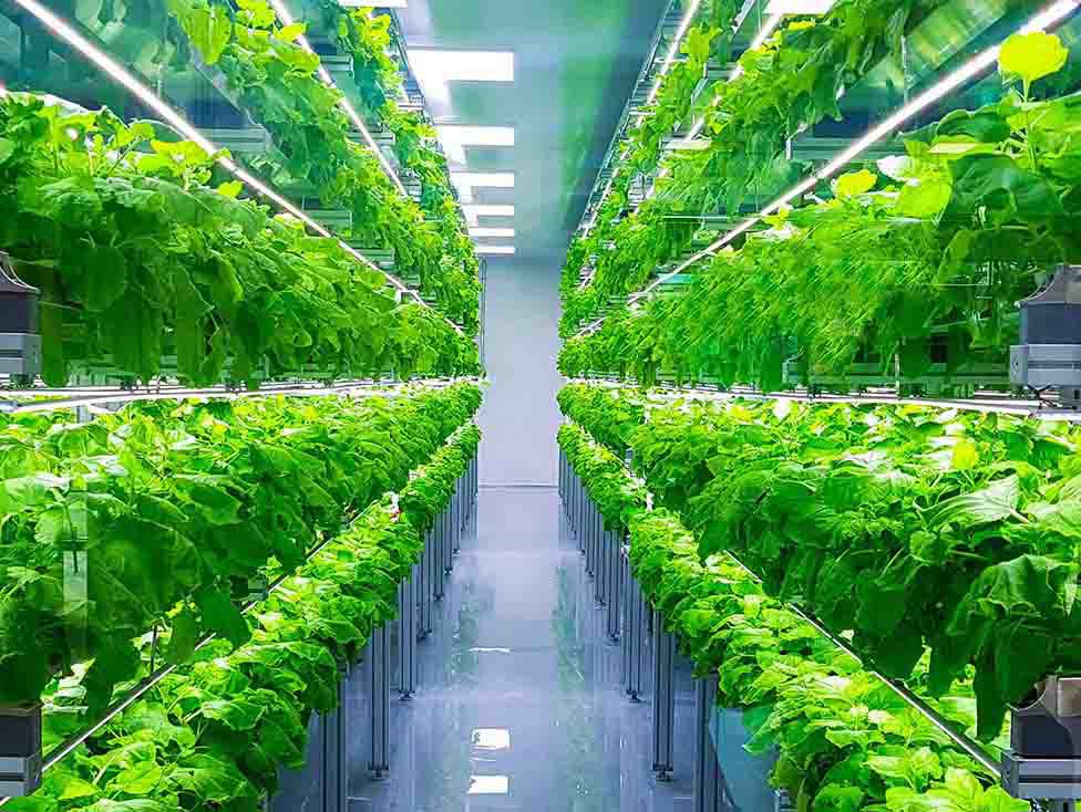 Vertical farming Vertical farming