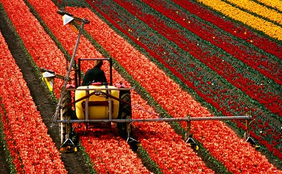 Working Capital : Tractor spraying fertilizer on plants Working Capital : Tractor spraying fertilizer on plants
